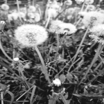 Blumen